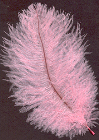 CLR 104 Feather 1